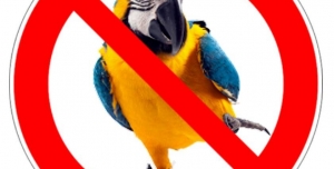 Stop prodeji papoušků v zoo obchodech